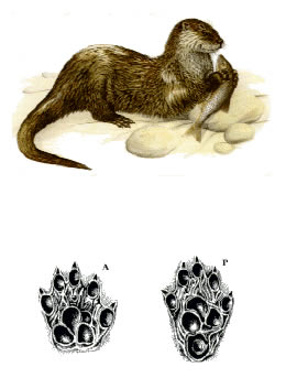 lontra
